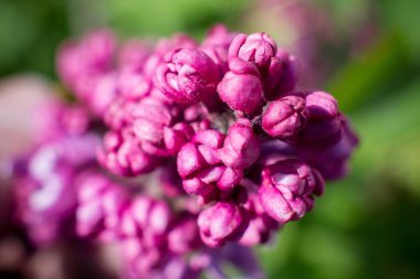 Nisan 'da bir ağaçta leylak çiçekleri açar.