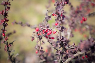 Berberis thunbergii çalısı. Yakın plan.