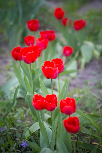Tulips Flowerbed Spring Park — Stock Photo, Image