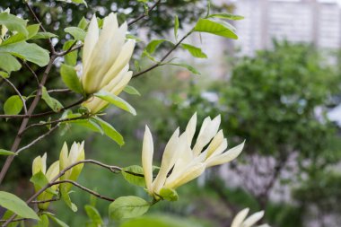 İlkbaharda çiçek açan dalları olan Magnolia acuminata L ağacı.