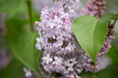 Bahçedeki leylak dalı