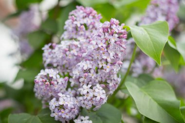 Bahçedeki leylak dalı