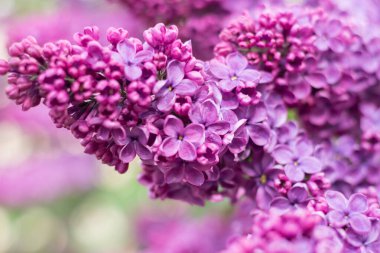 Bahçedeki leylak dalı