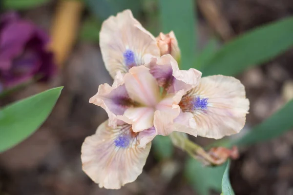 Iris Rosa Blume Garten Nahaufnahme — Stockfoto