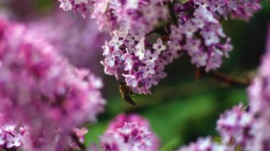 Baharda rüzgarda uçuşan leylak çiçekleri. Çiçekli böcekler