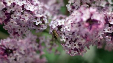 Baharda rüzgarda uçuşan leylak çiçekleri. Çiçekli böcekler