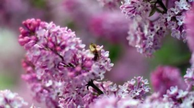 Baharda rüzgarda uçuşan leylak çiçekleri. Çiçekli böcekler