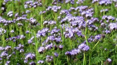 Mavi çiçekler tarlası Phacelia tanacetifolia