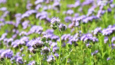 Mavi çiçekler tarlası Phacelia tanacetifolia