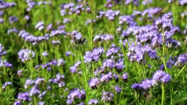 Mavi çiçekler tarlası Phacelia tanacetifolia