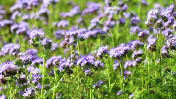 Pole Niebieskich Kwiatów Phacelia Tanacetifolia — Wideo stockowe