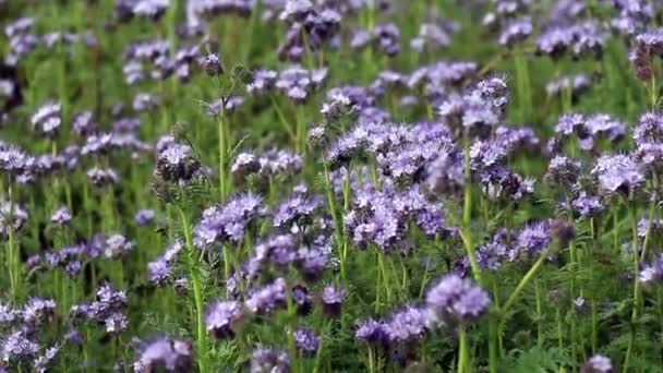 Pole Niebieskich Kwiatów Phacelia Tanacetifolia — Wideo stockowe