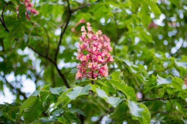 Mayısta çiçek açan kestaneler. Arılar nektar toplar