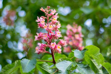 Mayısta çiçek açan kestaneler. Arılar nektar toplar