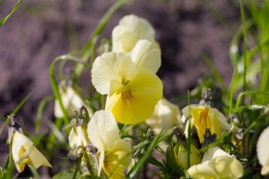 Bahçede üç renkli mor renk. Sarı renk.
