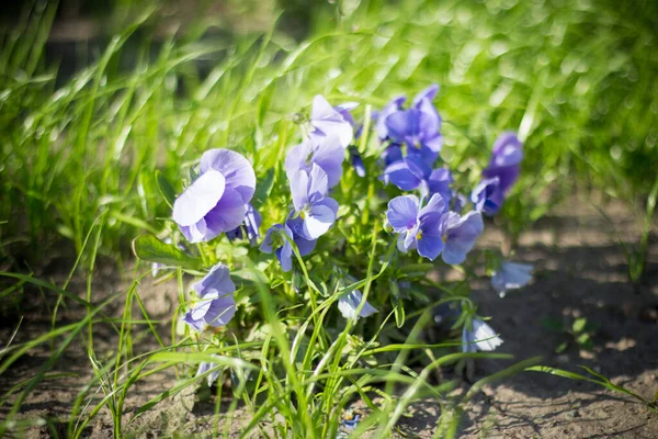 Violette Driekleur Tuin Blauwe Kleur — Stockfoto