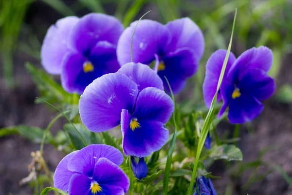 Violet Tricolor Garden Blue Color — Stock Photo, Image
