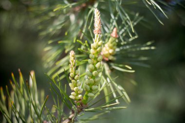 Güneş ladin genç dalları üzerinde parlıyor. Yakın plan.