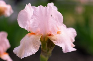 Bahçede pembe bir çiçek. Yakın plan..