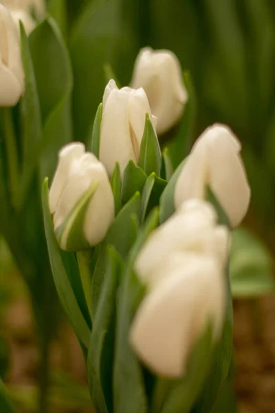 Tulipanes Blancos Tulipanes Invernadero — Foto de Stock