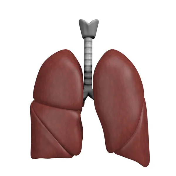 Ilustración del sistema respiratorio —  Fotos de Stock