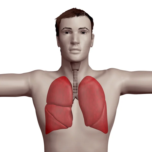 Respiratory system illustration — Stock Photo, Image