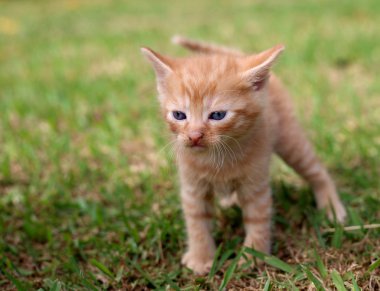 Konsantre, dikkatle bakan küçük kedi yavrusu