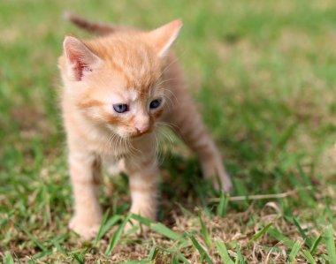 Üzgün küçük zencefil renkli kedi yavrusu