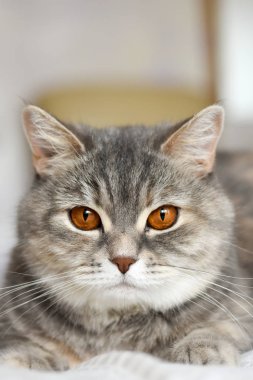 yatakta gri İskoç kedi