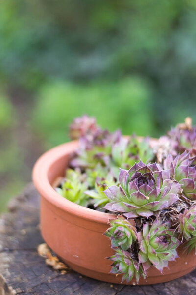 succulent pot on wooden table in the garden