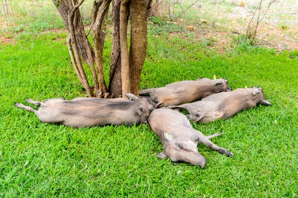 Pigs Sleeping Tree — Stock Photo, Image