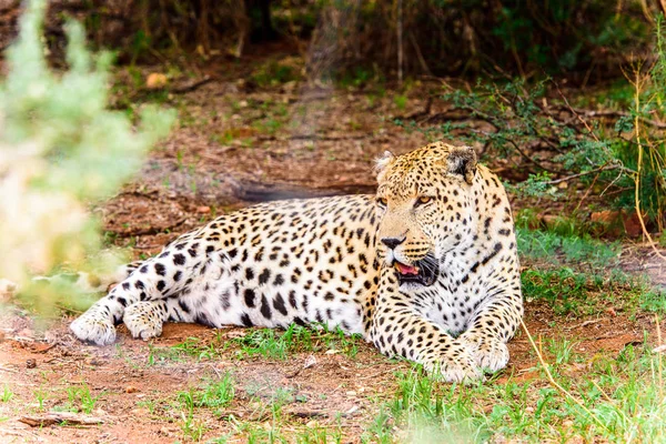 Naankuse 野生生物保護区 ナミビア アフリカでヒョウをクローズ アップ — ストック写真
