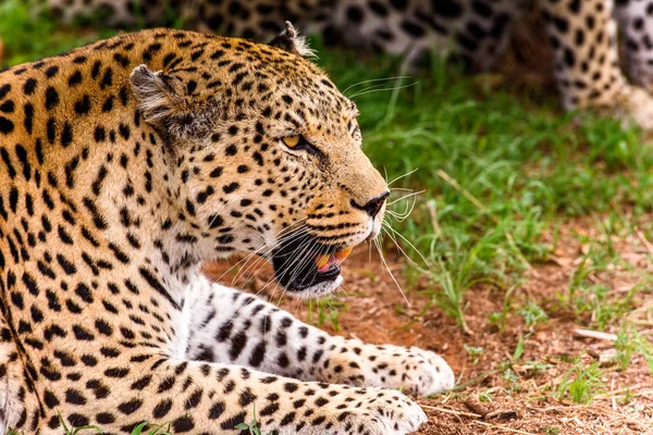 Leopard Close Naankuse Wildlife Sanctuary Namibia Africa — Stock Photo, Image