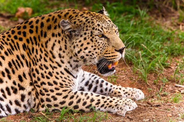 Леопард Закрывается Заповеднике Наанкусе Намибия Африка — стоковое фото