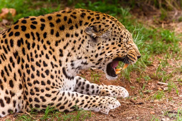 Леопард Закрывается Заповеднике Наанкусе Намибия Африка — стоковое фото