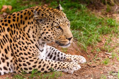 Leopar Naankuse yaban hayatı kutsal, Namibya, Afrika yakın çekim