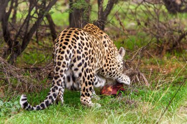 Leopar uzak bir parça et Naankuse Wildlife Sanctuary, Namibya, Afrika, taşır