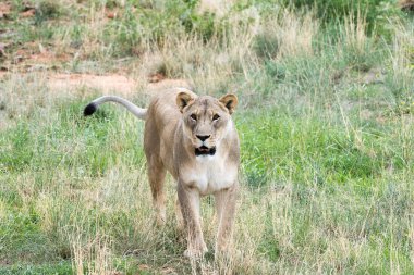 Naankuse Vahşi Yaşam Sığınağı'nda lioness yakın, Namibya, Afrika