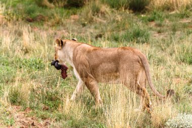 Naankuse Vahşi Yaşam Sığınağı'ndaki Dişi Aslan portresi, Namibya, Afrika