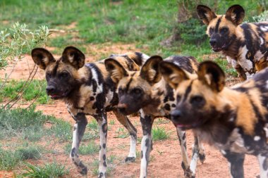 Naankuse Vahşi Yaşam Sığınağı'ndaki Lioness portresinde Vahşi Köpek, Namibya, Afrika