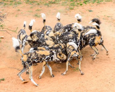 Naankuse Vahşi Yaşam Sığınağı,Namibya, Afrika'da Lioness portre de et bir parça için Wild Dogs foght