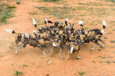 Naankuse Vahşi Yaşam Sığınağı,Namibya, Afrika'da Lioness portre de et bir parça için Wild Dogs foght