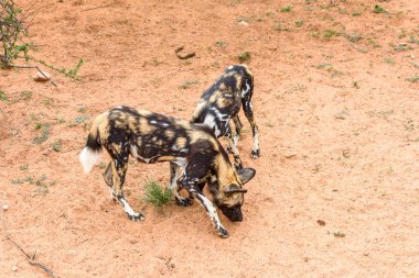 Naankuse Vahşi Yaşam Sığınağı'ndaki Lioness portresinde Vahşi Köpek, Namibya, Afrika