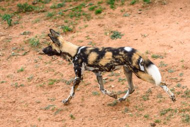 Naankuse Vahşi Yaşam Sığınağı'ndaki Lioness portresinde Vahşi Köpek, Namibya, Afrika