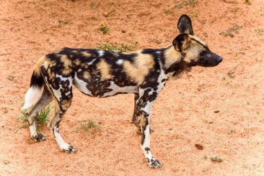 Naankuse Vahşi Yaşam Sığınağı'ndaki Lioness portresinde Vahşi Köpek, Namibya, Afrika