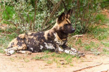 Vahşi Köpek Naankuse Yaban Hayatı Sanctuary, Namibya, Afrika'da Lioness portre de çim üzerinde yatıyor