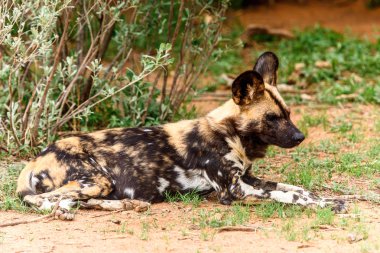 Vahşi Köpek Naankuse Yaban Hayatı Sanctuary, Namibya, Afrika'da Lioness portre de çim üzerinde yatıyor