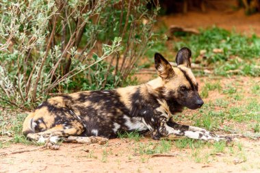 Vahşi Köpek Naankuse Yaban Hayatı Sanctuary, Namibya, Afrika'da Lioness portre de çim üzerinde yatıyor