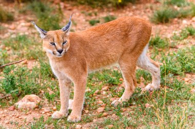 Caracal close view at the Naankuse Wildlife Sanctuary, Namibia, Africa clipart