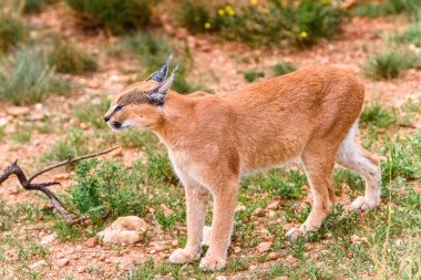 Naankuse Vahşi Yaşam Sığınağı'nda Karakal yakın görünümü, Namibya, Afrika
